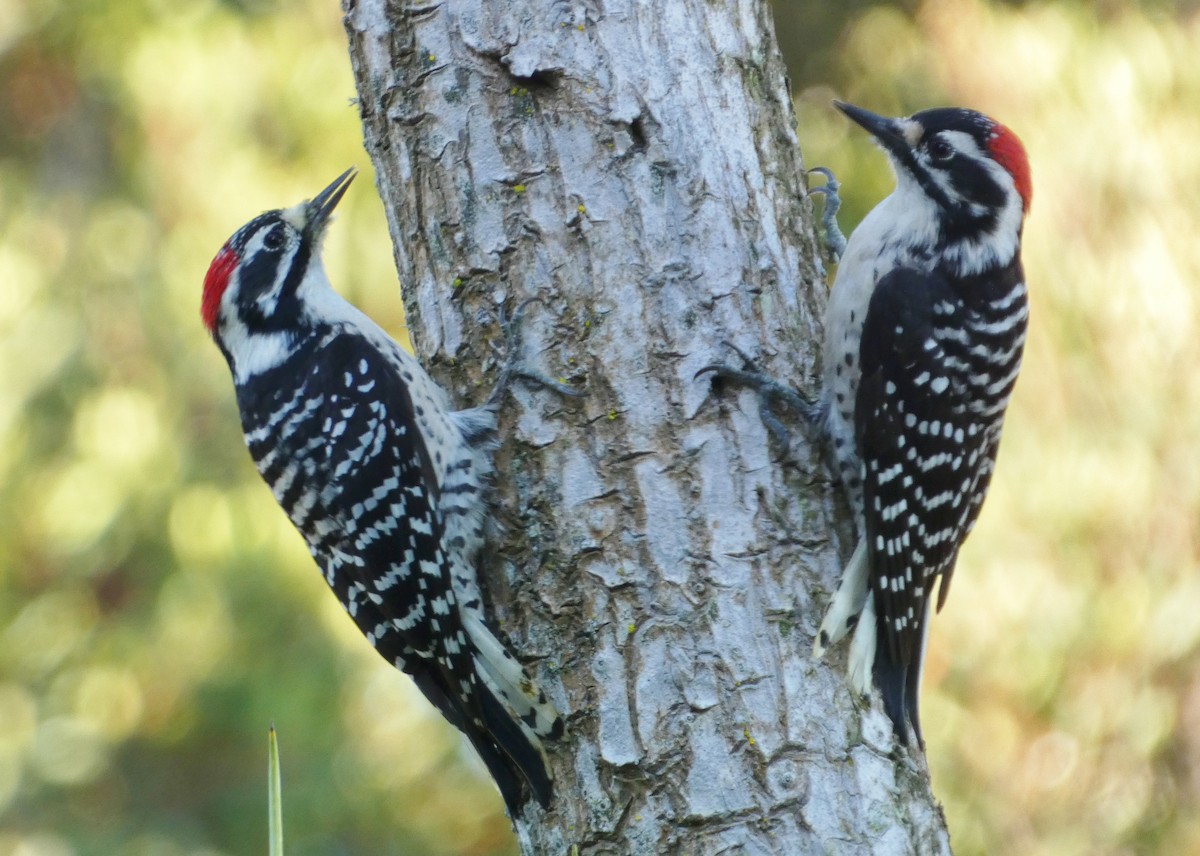 シロハラシマアカゲラ - ML644610765