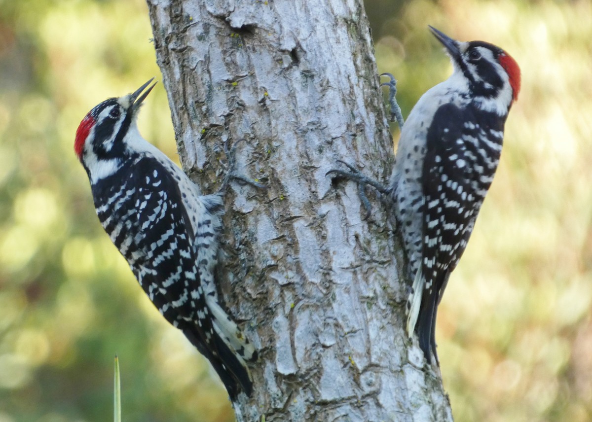 シロハラシマアカゲラ - ML644610766