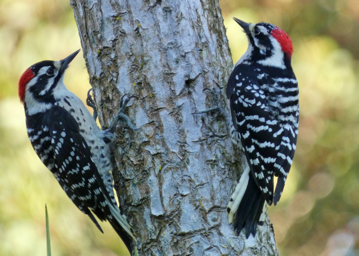 シロハラシマアカゲラ - ML644610768