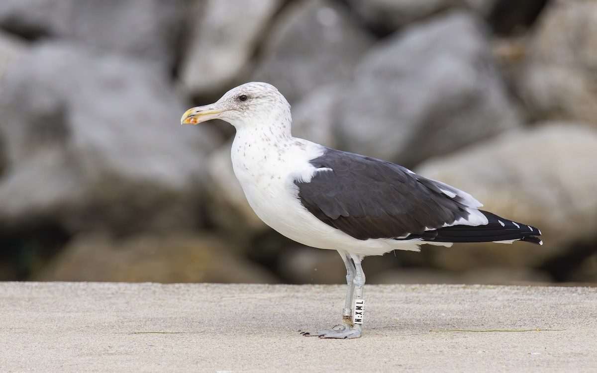 Kelp Gull - ML644610770
