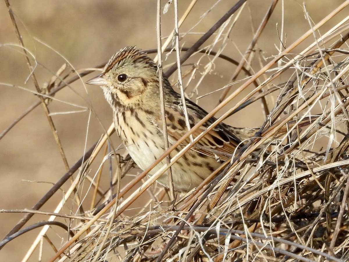 Lincoln's Sparrow - ML644610773