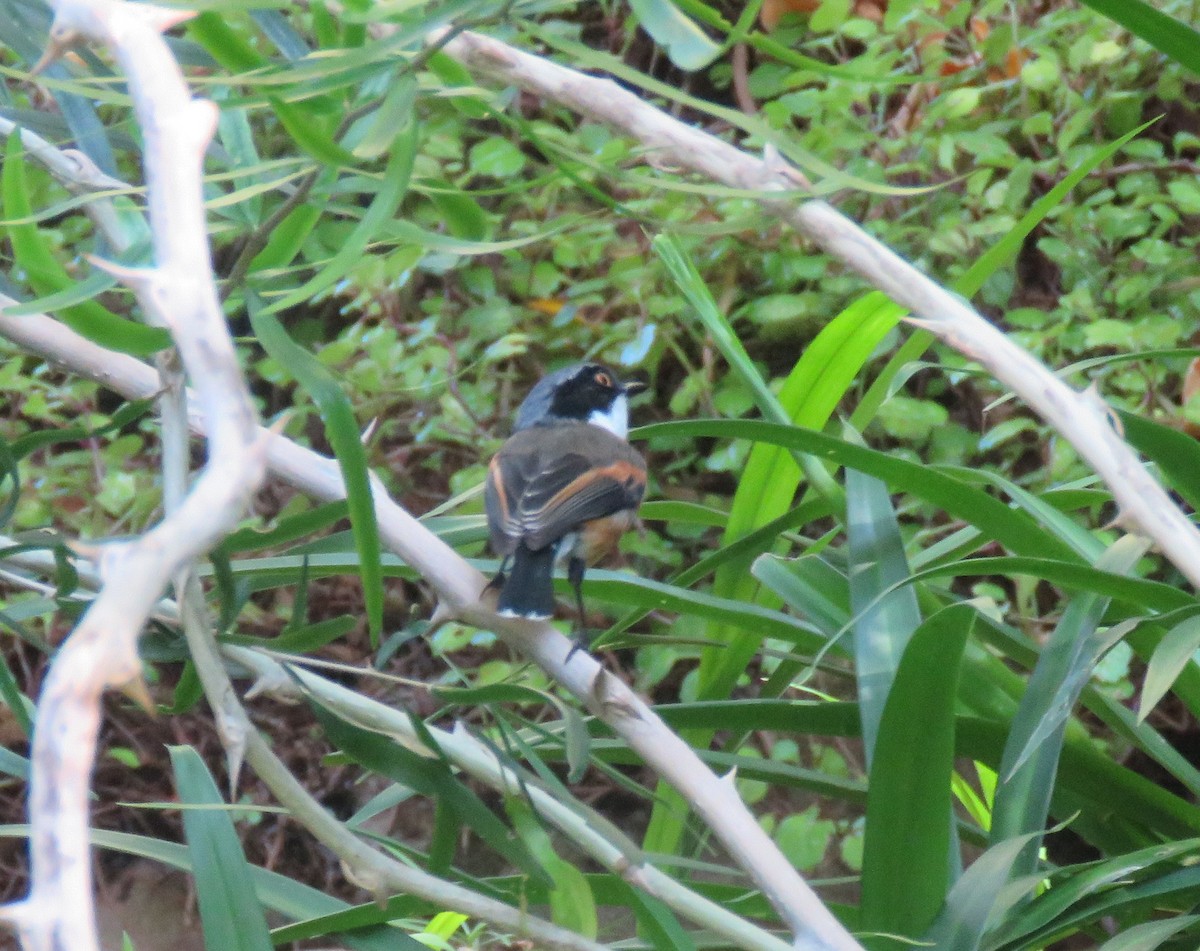 Kapschnäpper - ML644610778