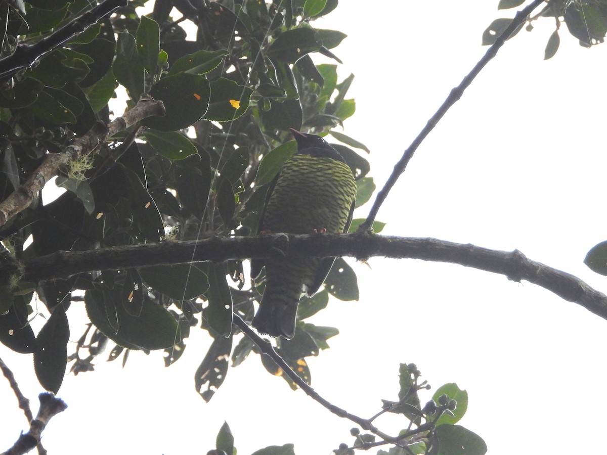 Barred Fruiteater - ML644610783