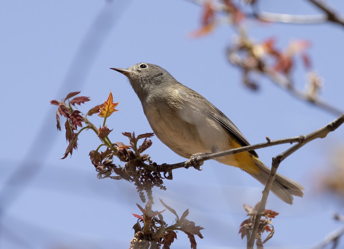 Colima Warbler - ML644610784