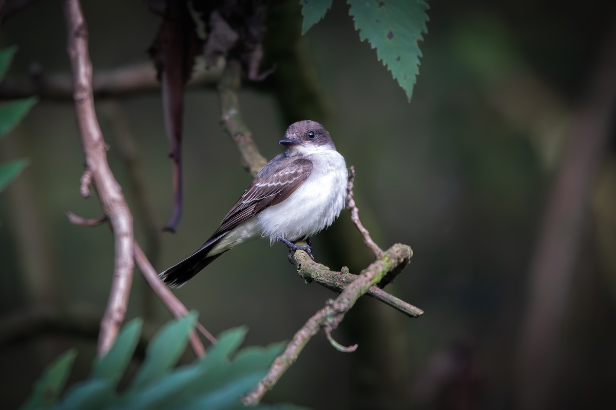 østkongetyrann - ML644610788