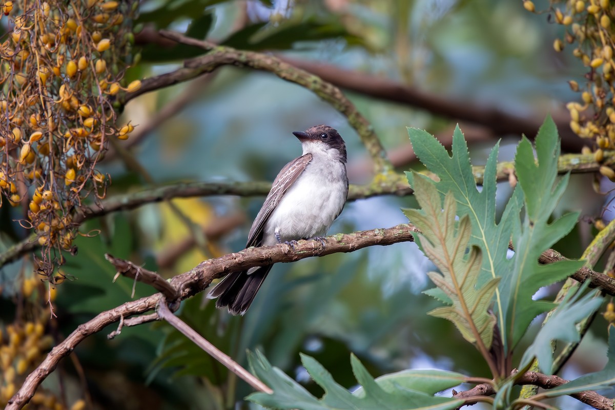 østkongetyrann - ML644610790