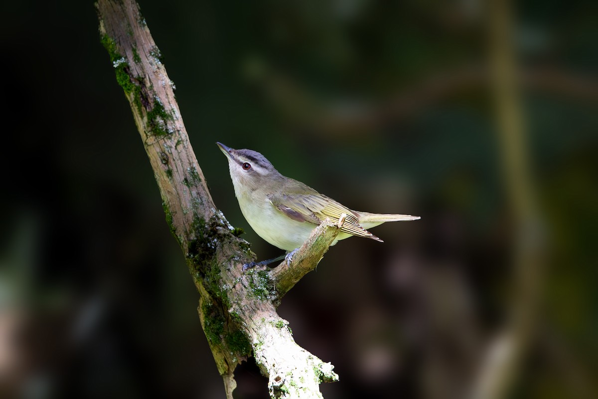 Kızıl Gözlü Vireo - ML644610795