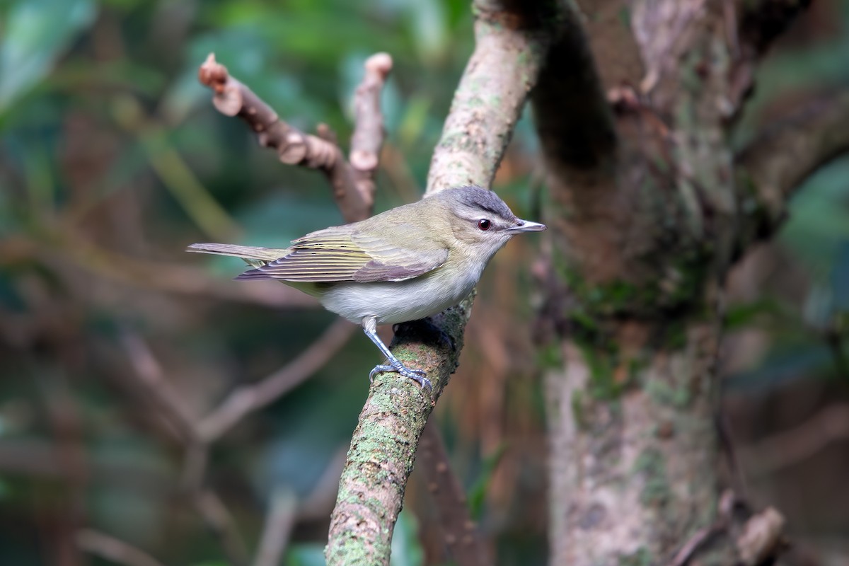 Kızıl Gözlü Vireo - ML644610796