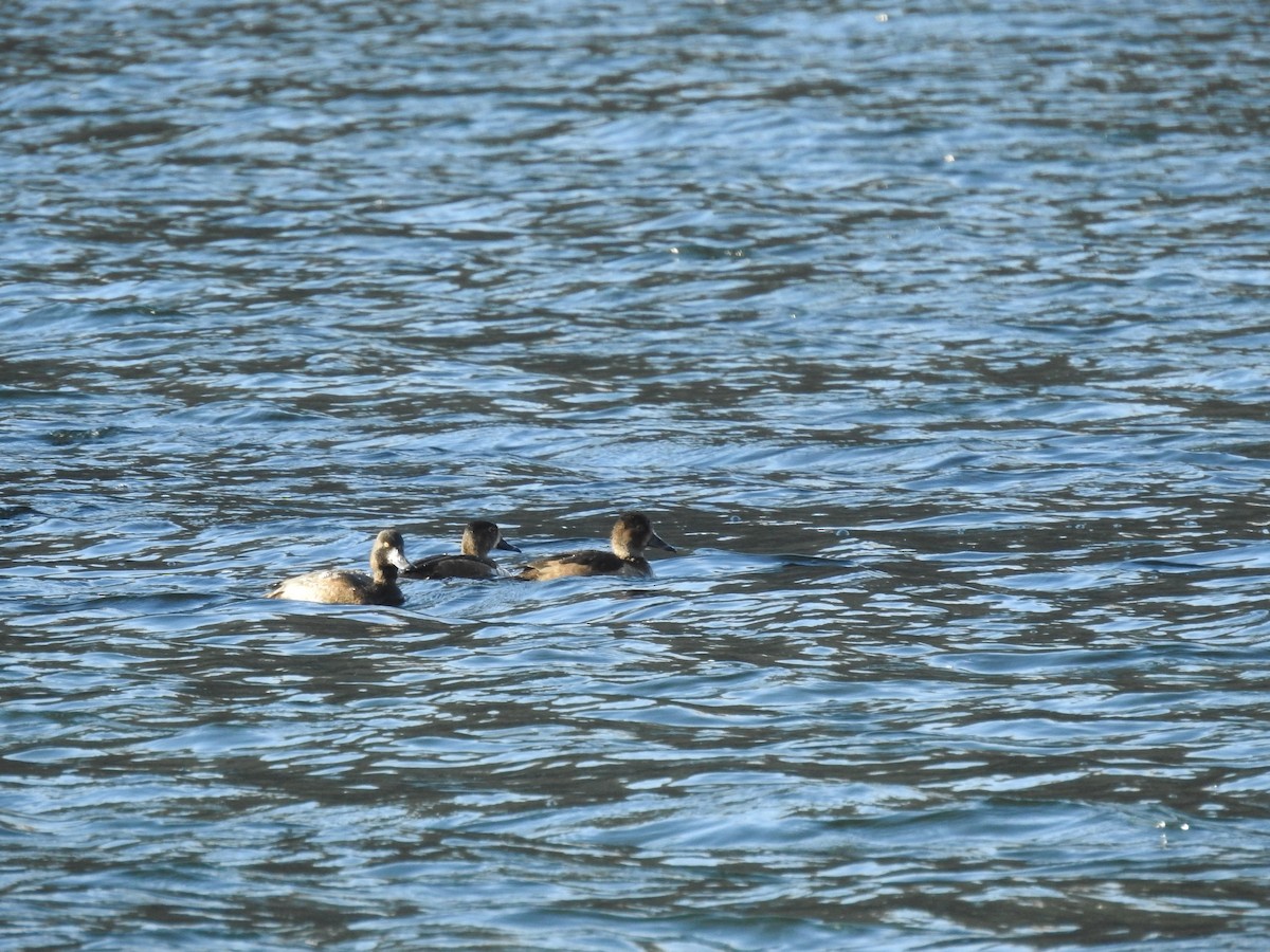 Ring-necked Duck - ML644610800