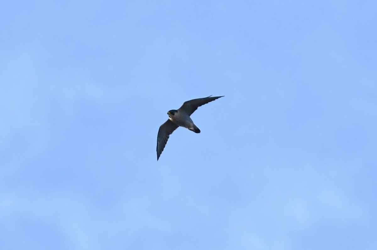 vandrefalk - ML644610801