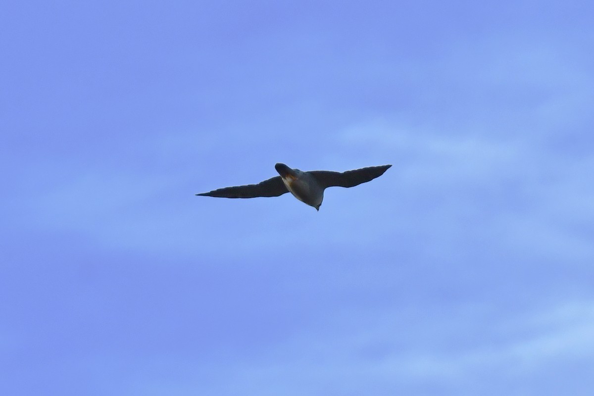 vandrefalk - ML644610802