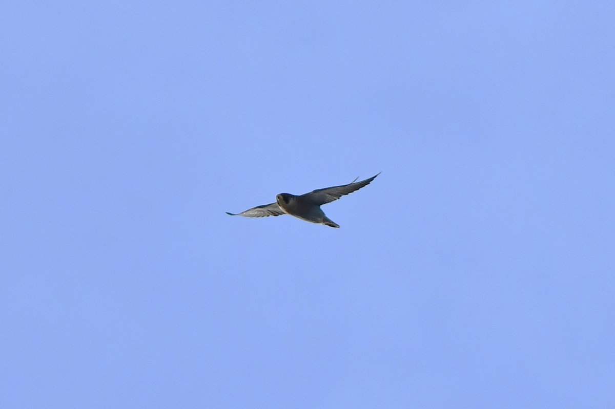 vandrefalk - ML644610803