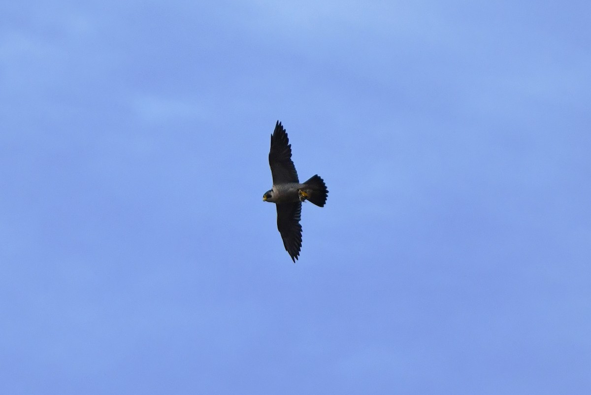 vandrefalk - ML644610806