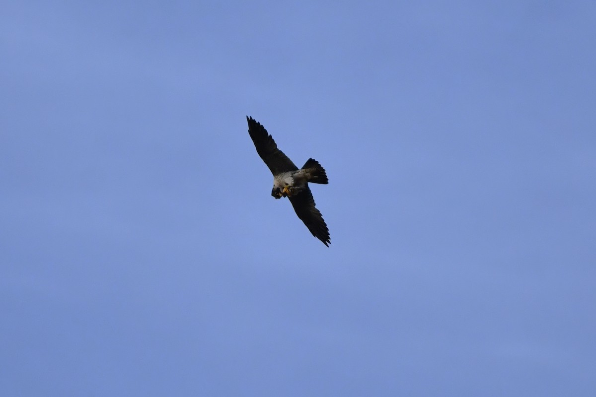 vandrefalk - ML644610807