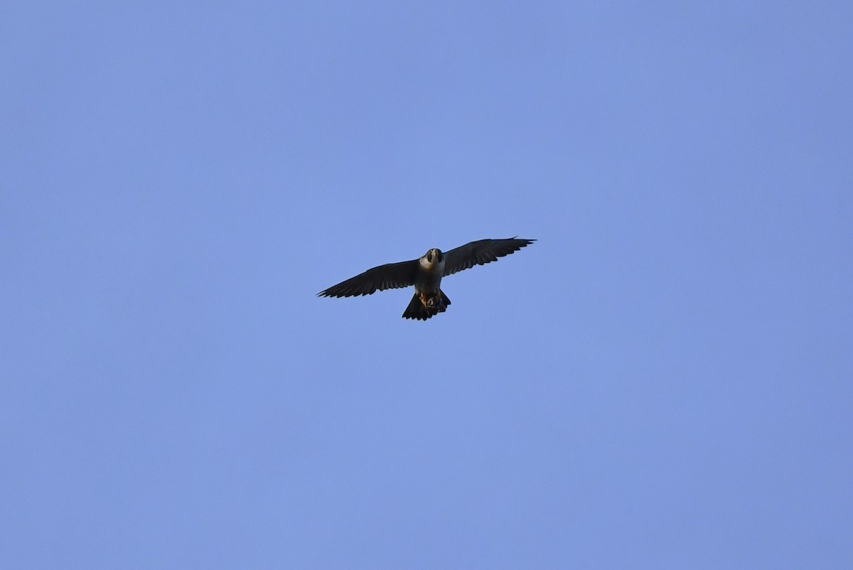 vandrefalk - ML644610808