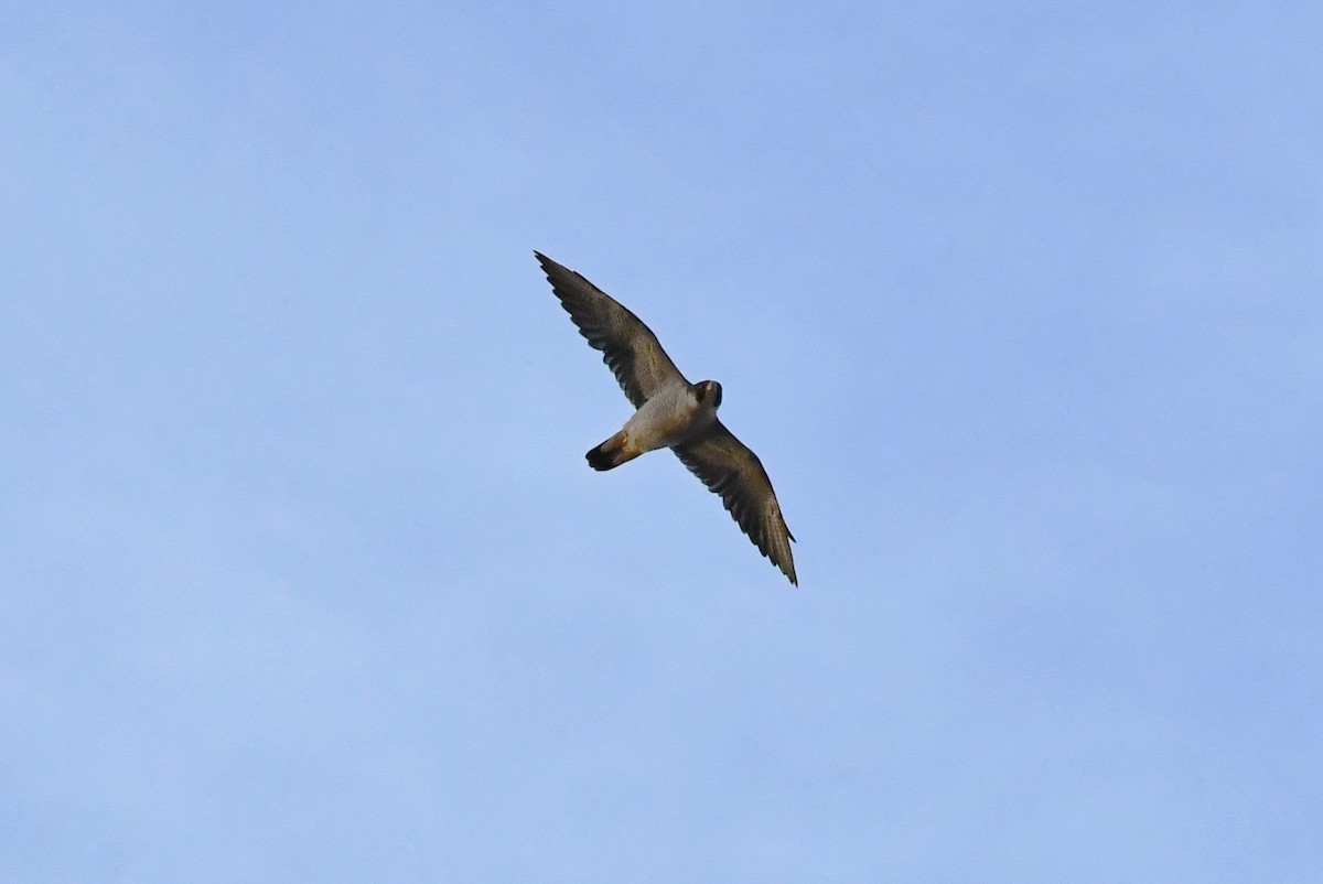 vandrefalk - ML644610809