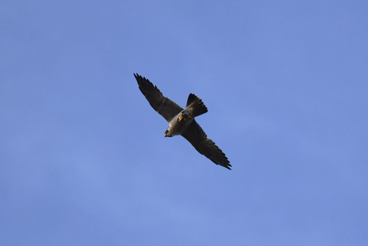 vandrefalk - ML644610810