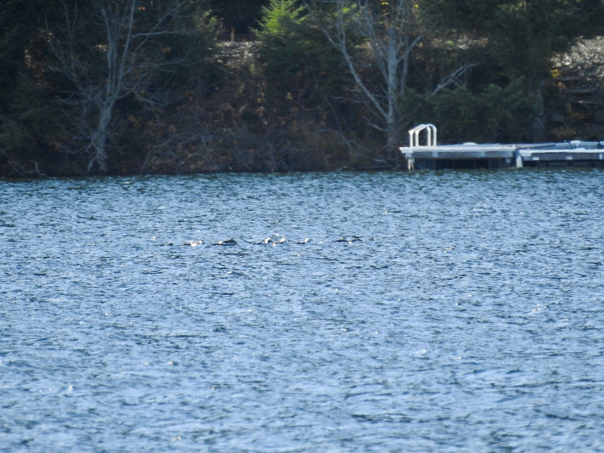 Long-tailed Duck - ML644610813