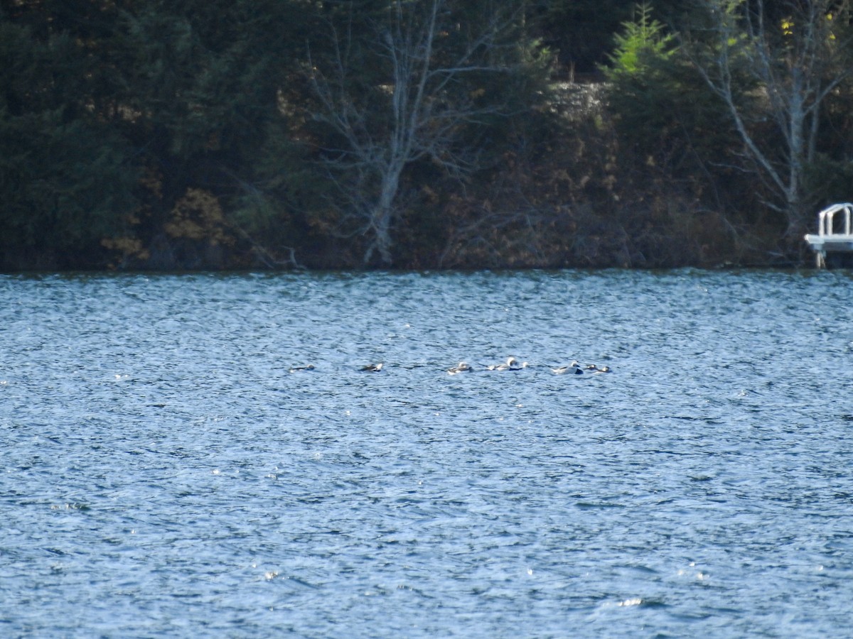 Long-tailed Duck - ML644610816