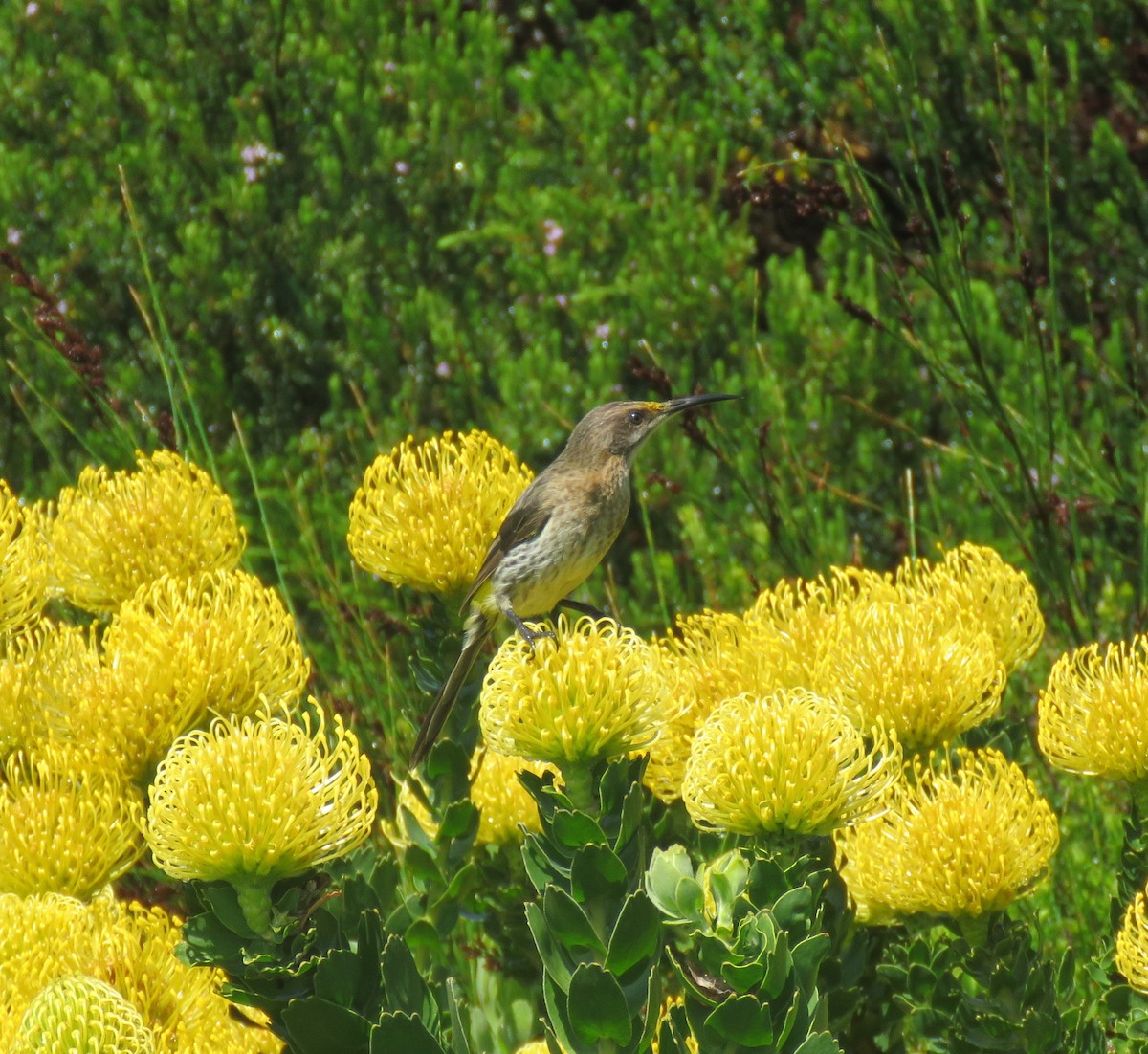 Цукролюб буроволий - ML644610821