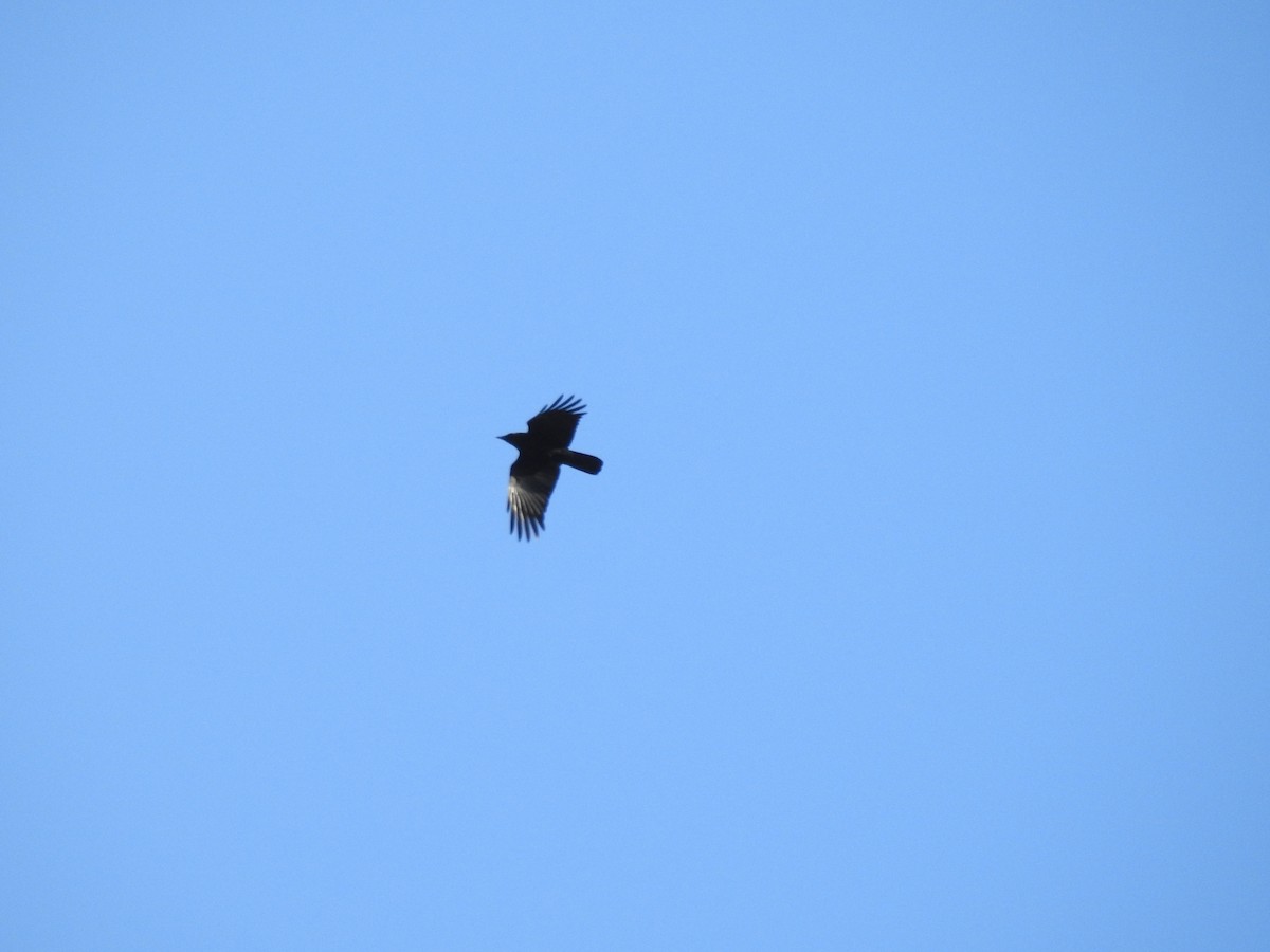 American Crow - ML644610828