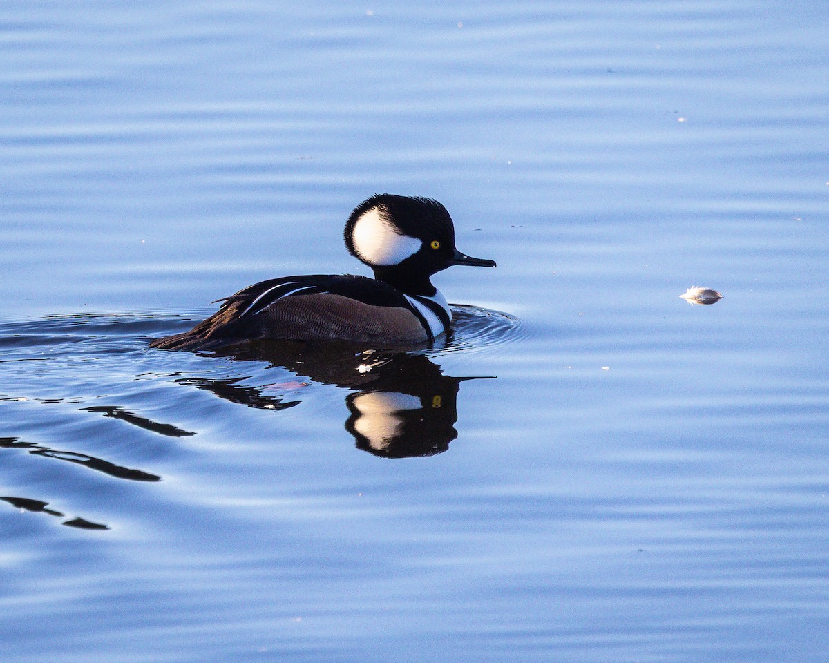 Hooded Merganser - ML644610829