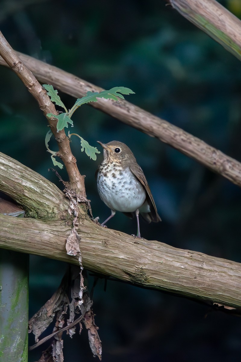 Grive à dos olive - ML644610830