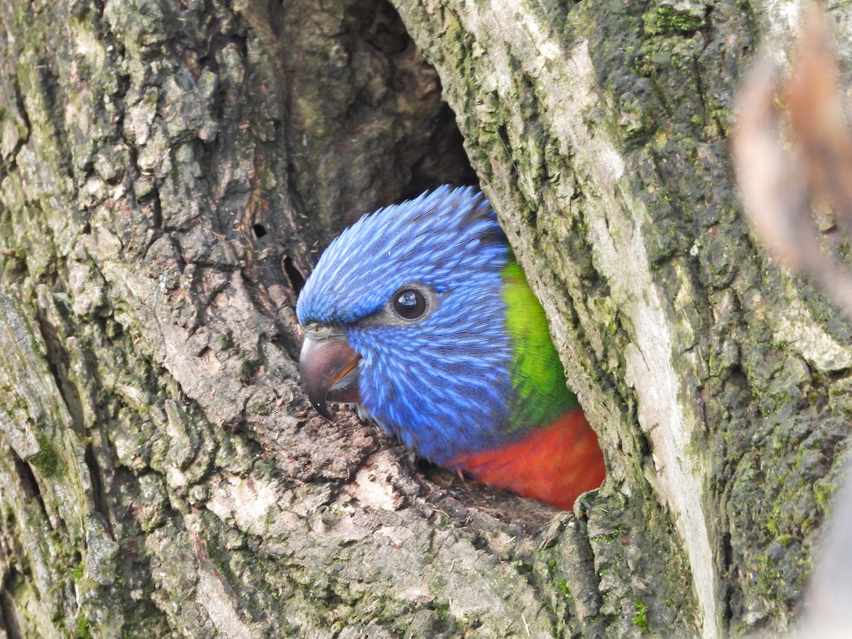 lori duhový - ML644610834