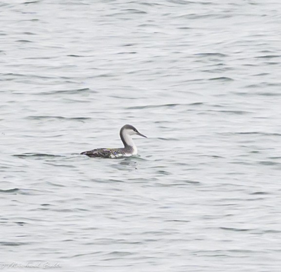 Plongeon catmarin - ML644610835