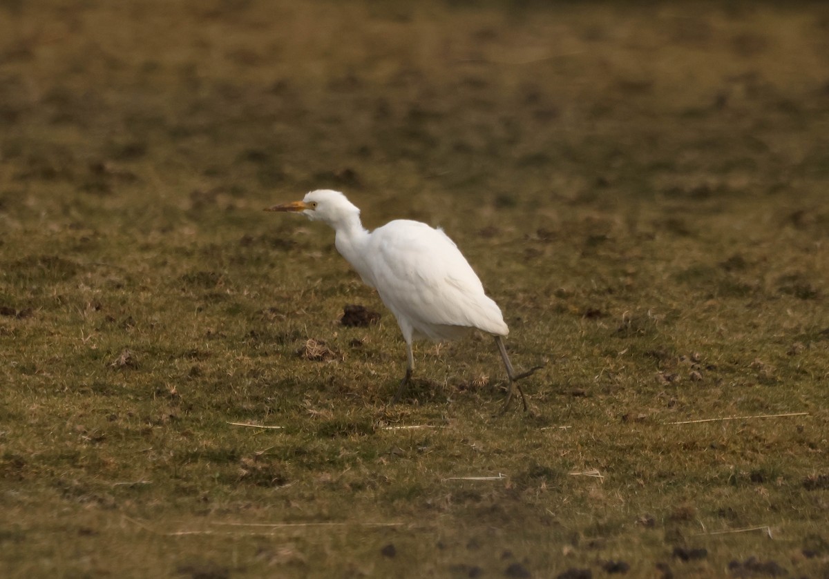 Western Cattle-Egret - ML644610840