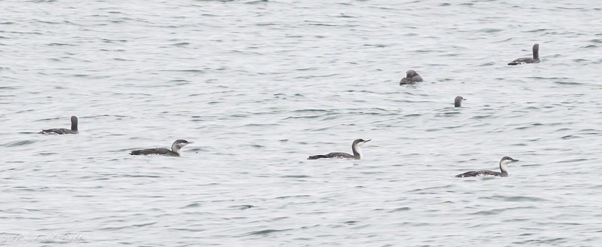 Plongeon catmarin - ML644610850