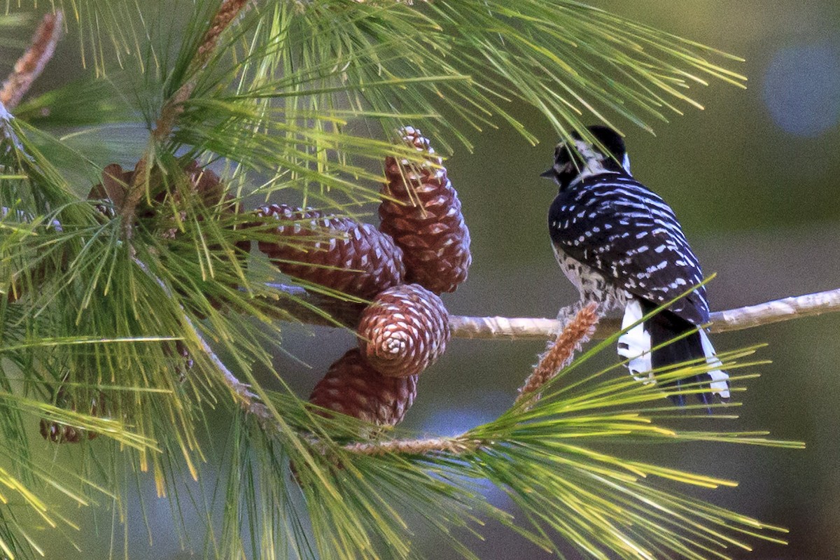 シロハラシマアカゲラ - ML644610851