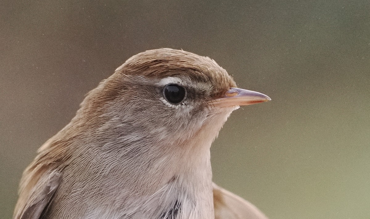 Cetti's Warbler - ML644610853