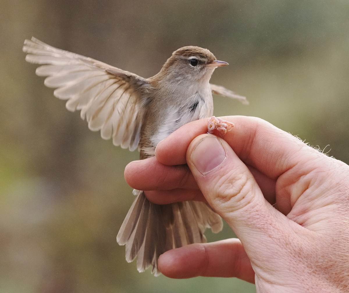 Cetti's Warbler - ML644610854