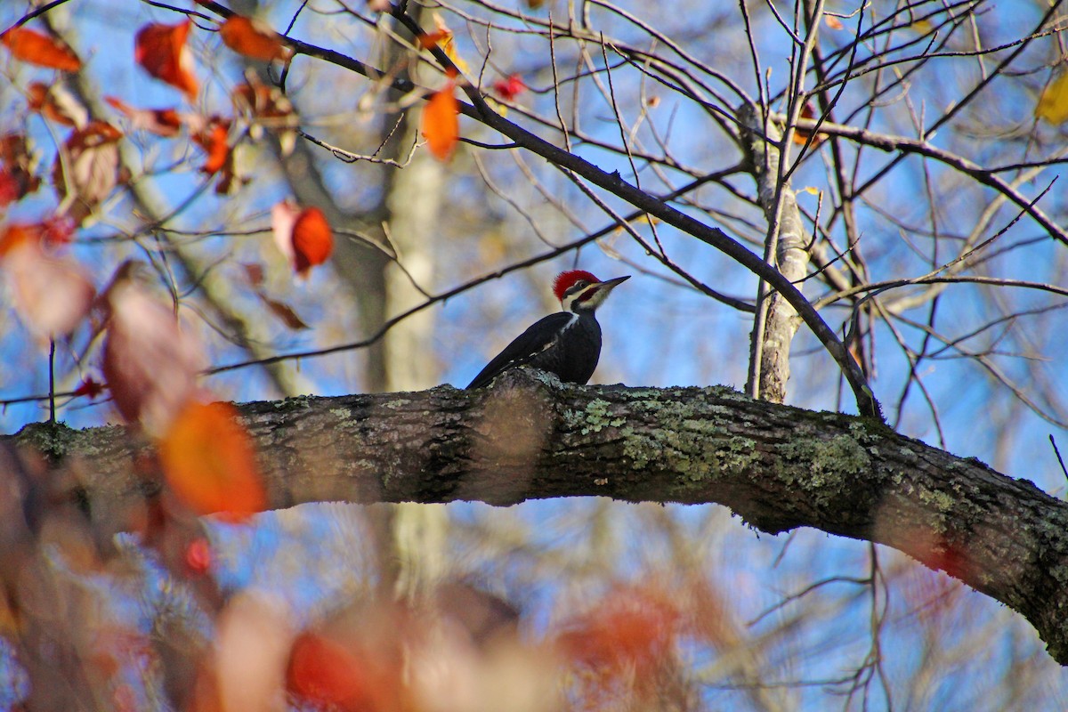 Хохлатая желна - ML644610860