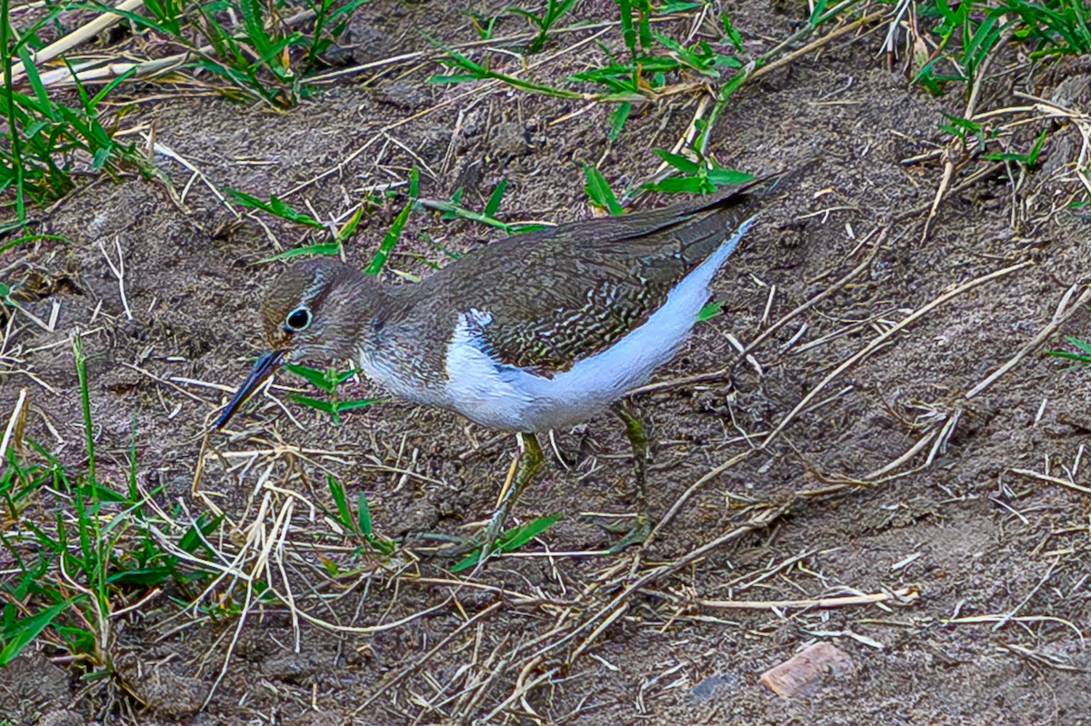 Common Sandpiper - ML644610864
