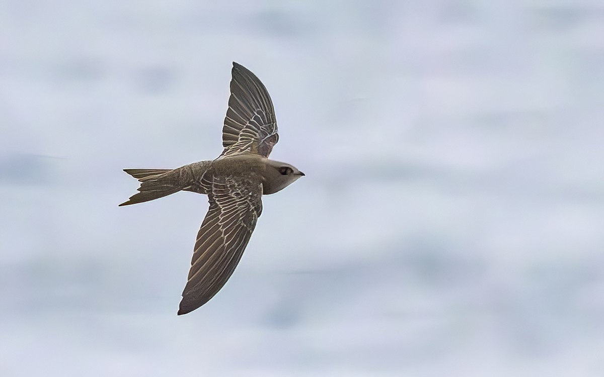 rorýs šedohnědý - ML644610866