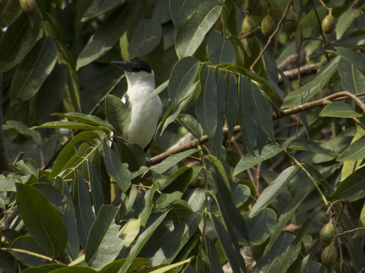 Black-crowned Tityra - ML644610868
