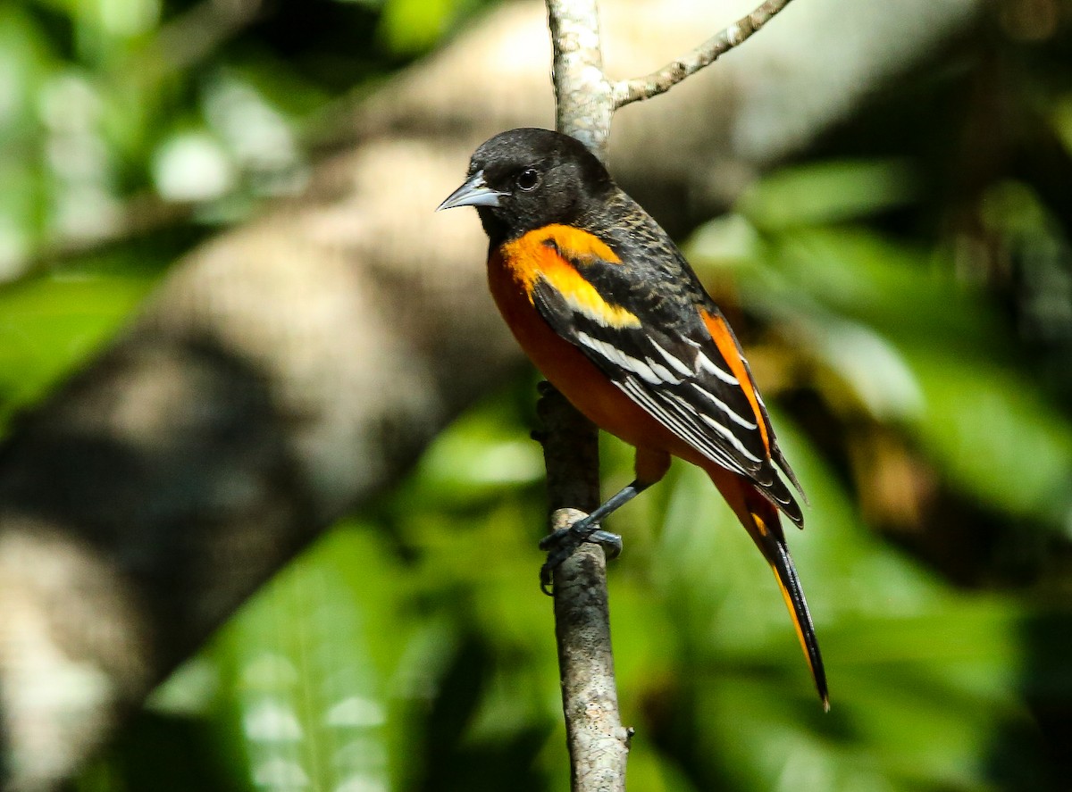 trupiál baltimorský - ML644610870