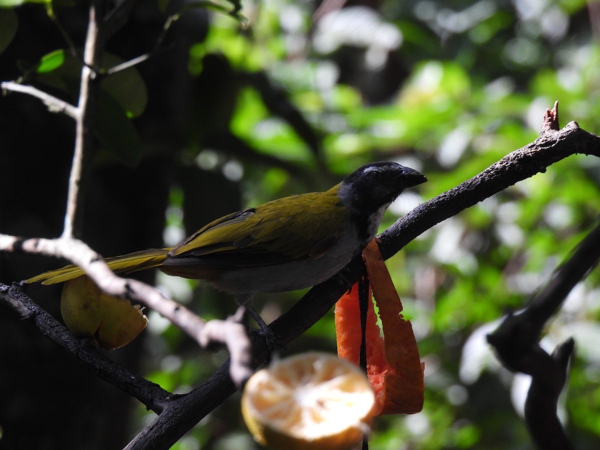 Black-headed Saltator - ML644610871