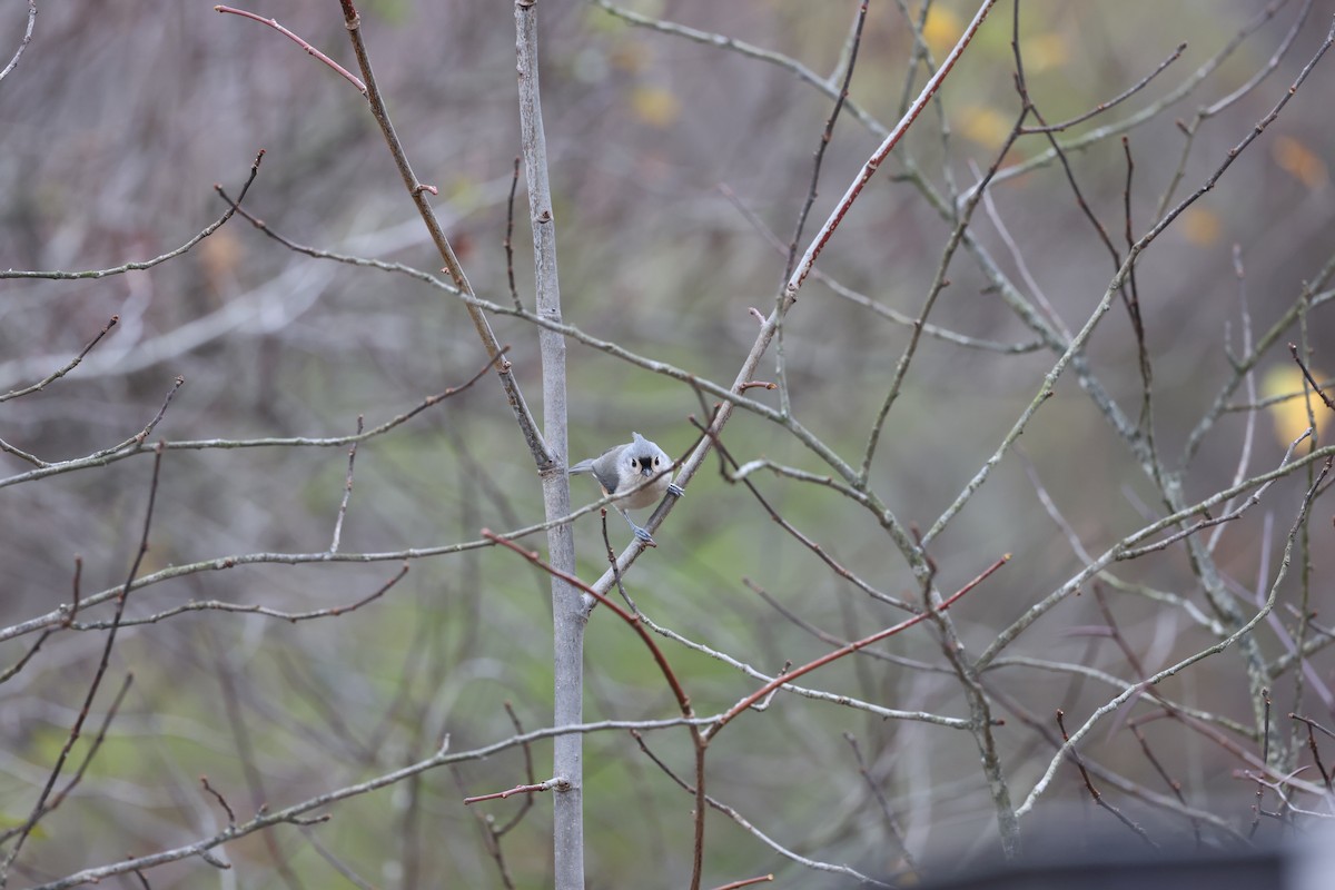 sýkora rezavoboká - ML644610873