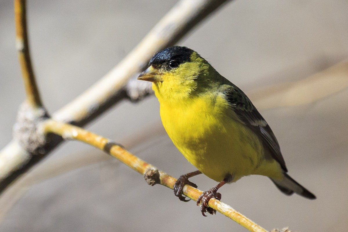 čížek mexický - ML644610875