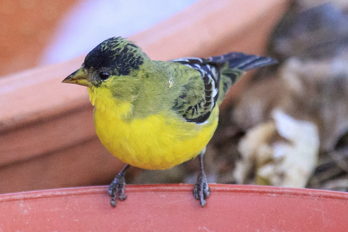 čížek mexický - ML644610876