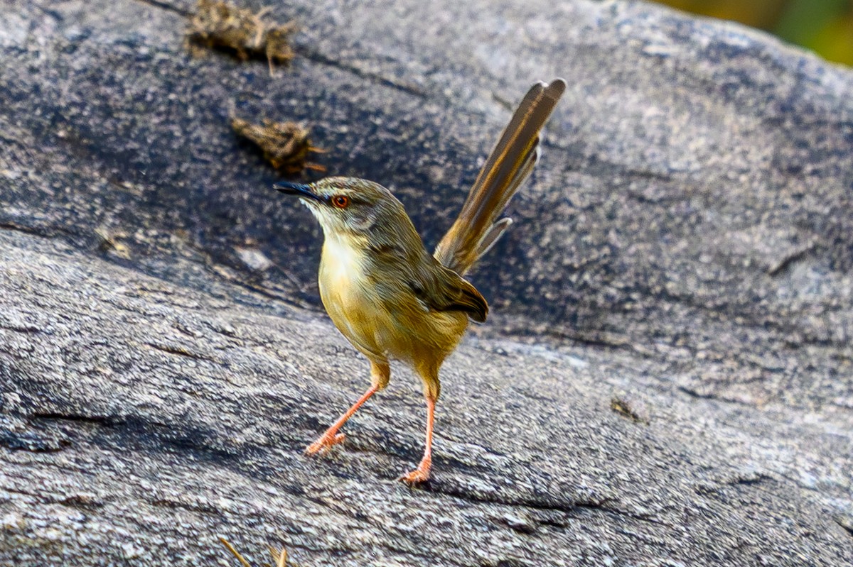 prinie afroasijská - ML644610880