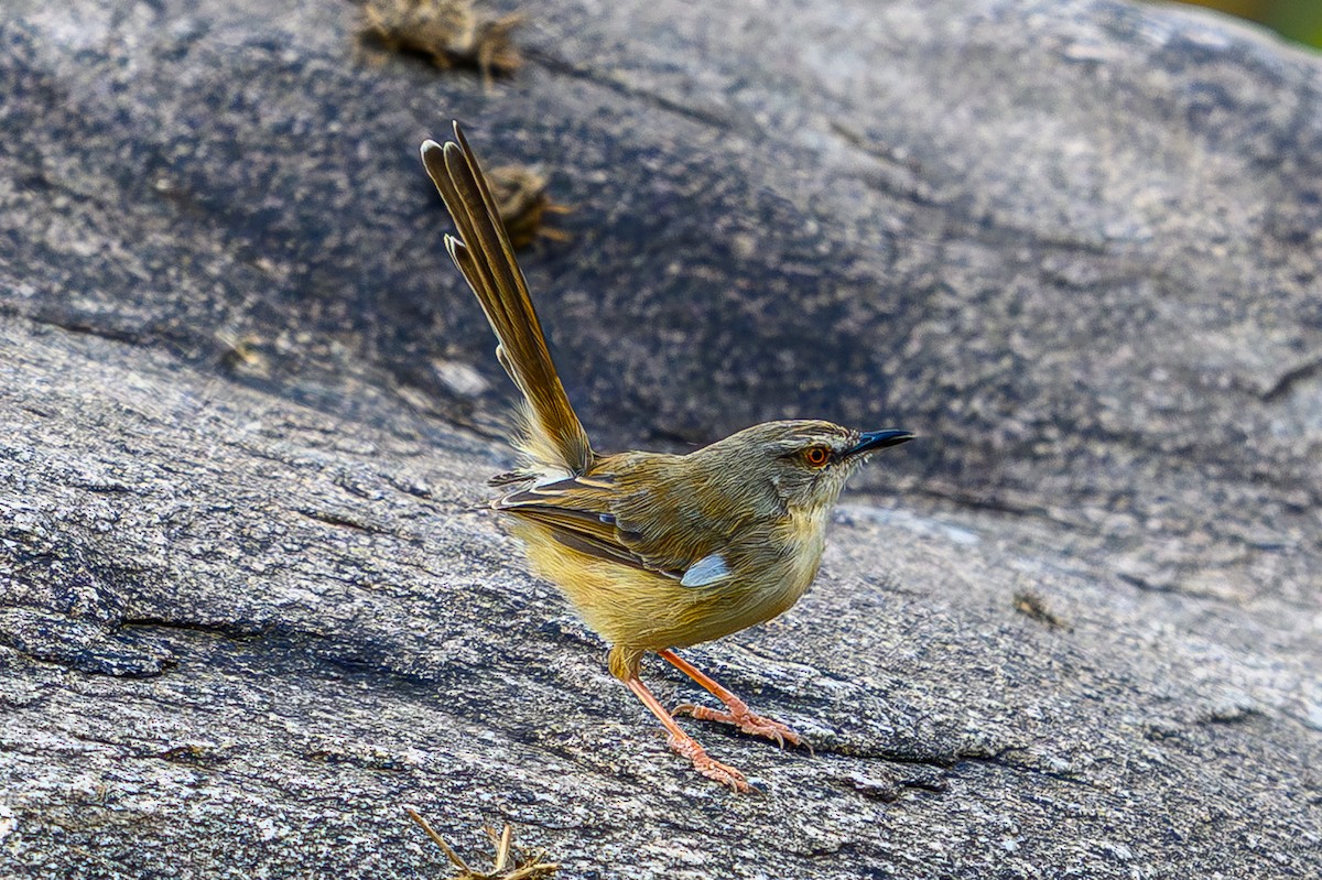 prinie afroasijská - ML644610881