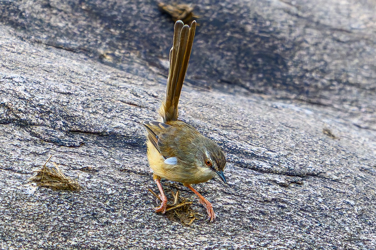 prinie afroasijská - ML644610882