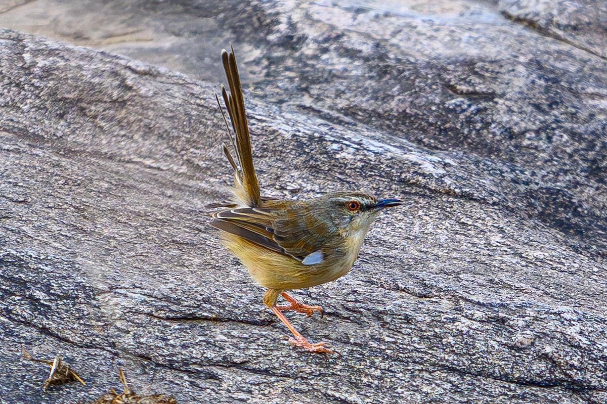 prinie afroasijská - ML644610883