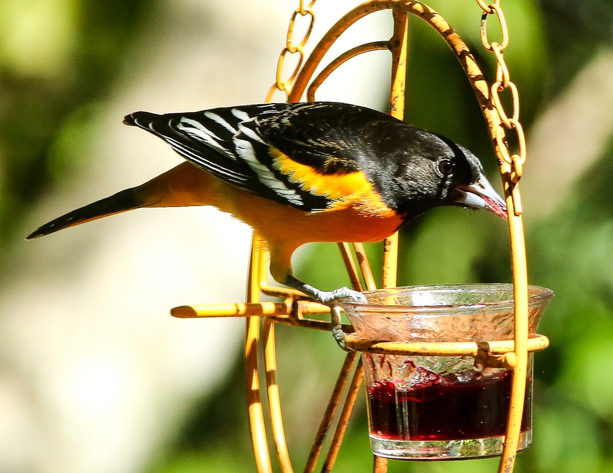 trupiál baltimorský - ML644610884