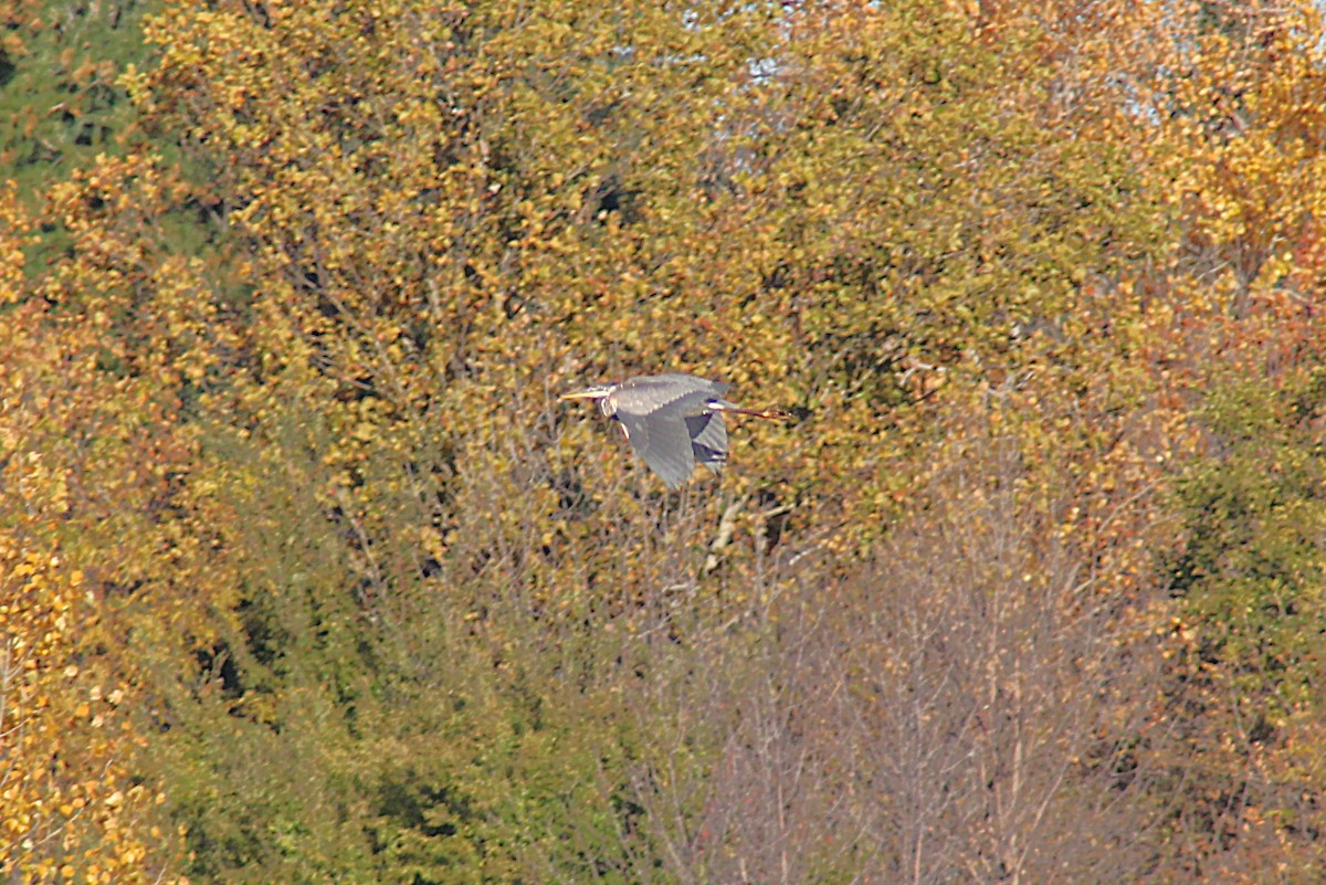 volavka velká - ML644610885