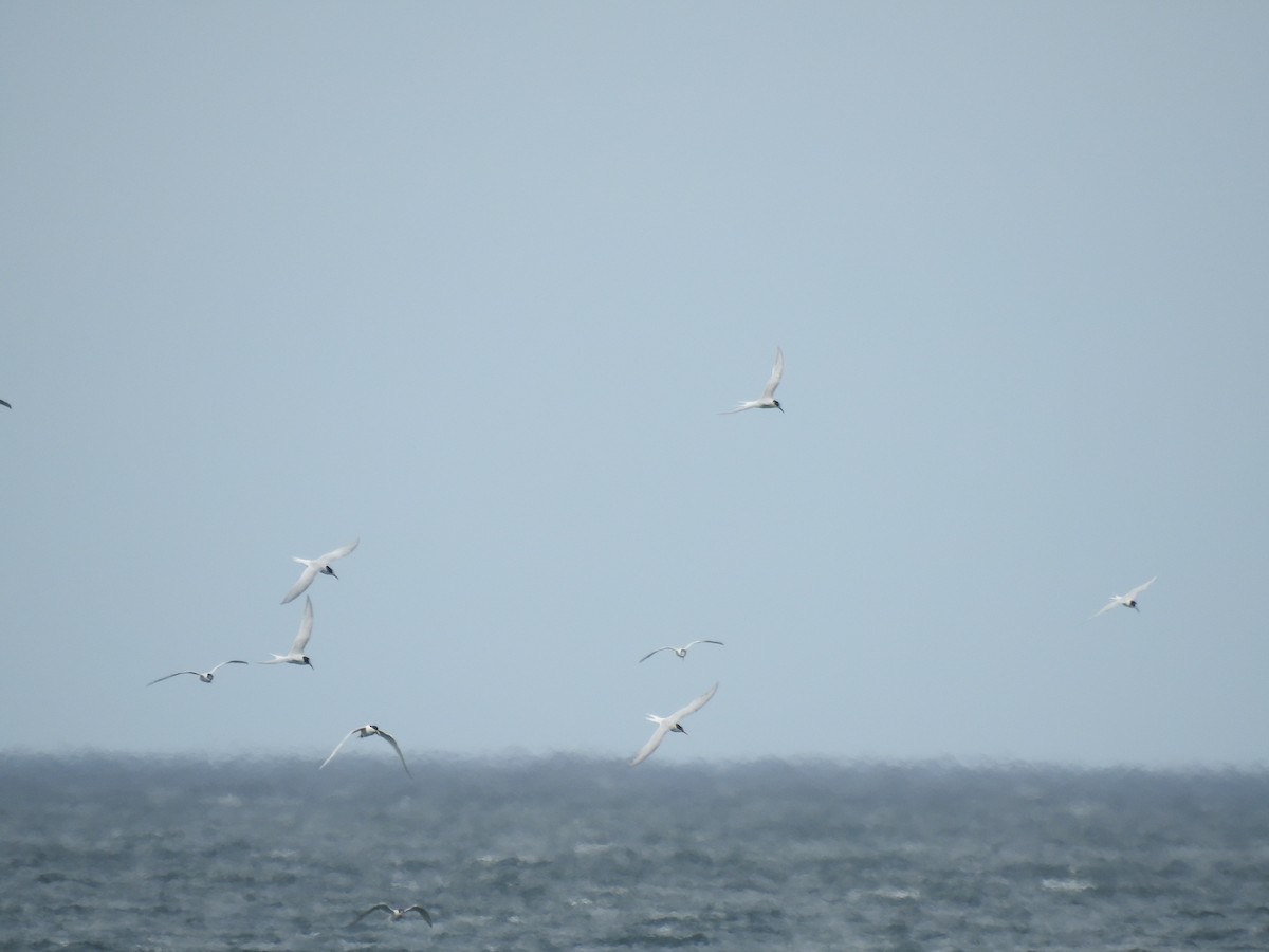 rybák jihoamerický - ML644610886